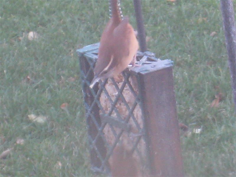  WREN, Carolina 